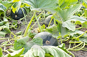 Big pumpkin growing on bed in garden, harvest organic vegetables