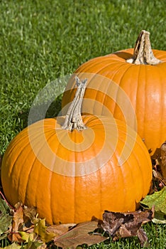 Big Pumpkins and Autumn Leaves