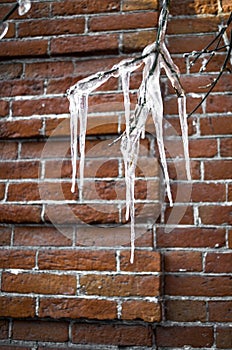 Big pure icicles on tree branches on old brick wall background.