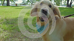 Big purebred dog on the lead resting in the park