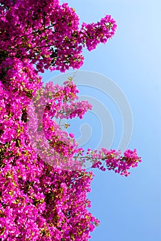 Big purple bougainvillea