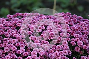 Big purple bush with flowers