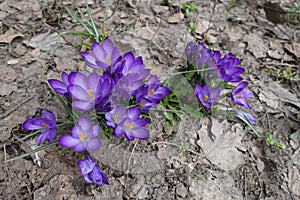 Big purple crocus flowers in spring