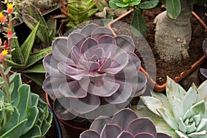 Big purple echeveria plant in greenhouse garden