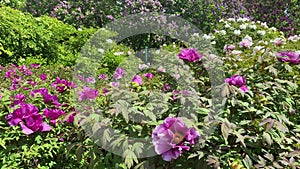 Big purple peonies, flowers in botanical garden in spring.