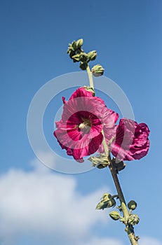 Big purple red mallows flowers on blue backround