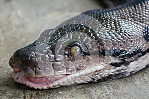 Big python head detail