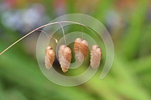 Big quaking grass