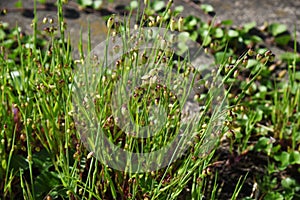 Big quaking grass