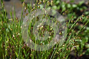 Big quaking grass