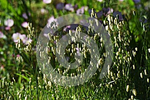 Big quaking grass