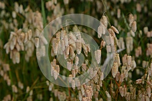 Big quaking grass