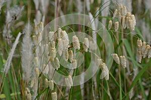 Big quaking grass