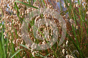 Big quaking grass