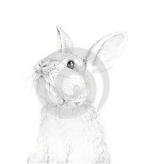 Big Rabbit. Easter Bunny. Pencil Draw. Nursery Wall Art. Woodland Animals. Nursery DÃÂ©cor. photo