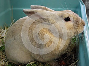 Big Rabbit Is Standing In The plastic Box With Hay