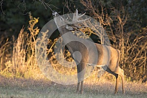 Big racked whitetail buck making a scent marking on overhanging twig photo