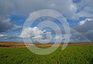 Big rainbow over fields of vines and green wheat fields