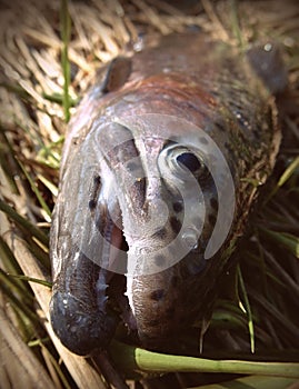 Big rainbow trout fish fly fishing portrait