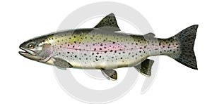 Big rainbow trout. River fish side view, illustration isolate realistic.