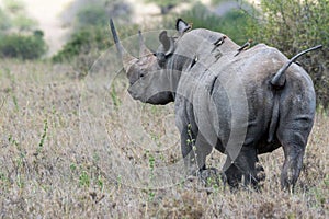 Big rare endangered black aggresive male rhino with big tusks and birds on his back