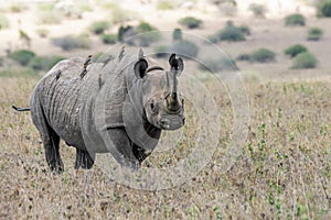 Big rare endangered black aggresive male rhino with big tusks and birds on his back