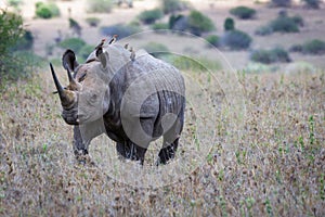 Big rare endangered black aggresive male rhino with big tusks and birds on his back.