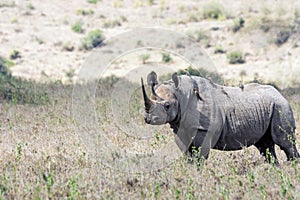 Big rare endangered black aggresive male rhino with big tusks and birds on his back.