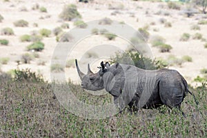 Big rare endangered black aggresive male rhino with big tusks and birds on his back.