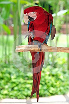 Big rare macaw parrot sitting on the branch