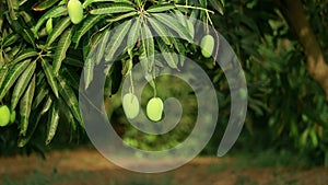 Big raw mangoes hanging on tree branches in summer fruit garden,agriculture of mango,many mango Fruit Hanging On Mango Tree, Kesar