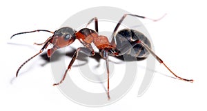 Big red ant.