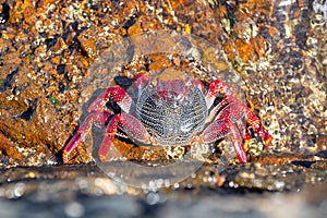 Big red athlantic crab resting on volcanic stone
