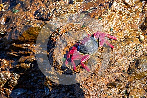 Big red athlantic crab resting on volcanic stone