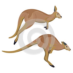 Big red Australian kangaroos jumping. Wild animals of Australia. Fauna. Endemic species. Vector illustration