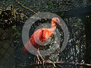 Big red bird sitting on a branch in the zoo