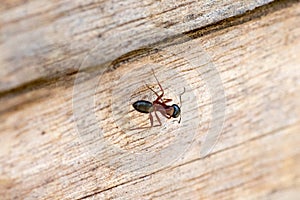 Big lone ant on a wooden bench