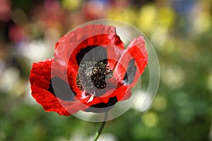 Big red and black poppy flower