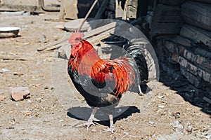 Big red-black rooster in the open space of the house