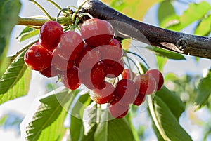 Big red cherries with leaves and stalks. Good harvest of juicy ripe cherries. Cluster of ripe cherries on cherry tree. Fresh and