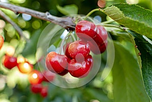 Big red cherries with leaves and stalks. Good harvest of juicy ripe cherries. Cluster of ripe cherries on cherry tree. Fresh and