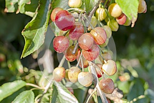 Big red cherries with leaves and stalks. Good harvest of juicy ripe cherries. Cluster of ripe cherries on cherry tree. Fresh and