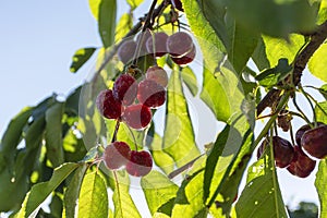 Big red cherries with leaves and stalks. Good harvest of juicy ripe cherries. Cluster of ripe cherries on cherry tree. Fresh and