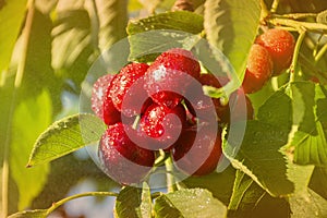 Big red cherries with leaves and stalks. Good harvest of juicy ripe cherries. Cluster of ripe cherries on cherry tree. Fresh and