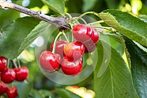 Big red cherries with leaves and stalks. Good harvest of juicy ripe cherries. Cluster of ripe cherries on cherry tree. Fresh and