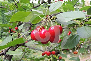 Big red cherries on a tree