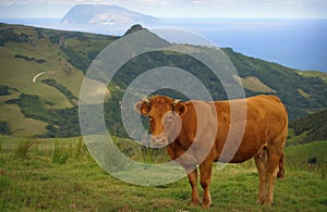 Big red cow in green field eating grass. Background of green hills, bue ocean and lonely island in ocean