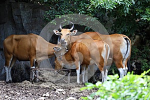 The big red cow in nature garden