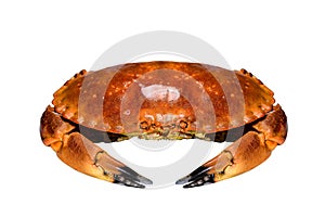 Big red crab on white background