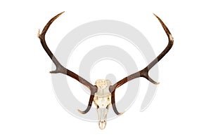Big red deer hunting trophy